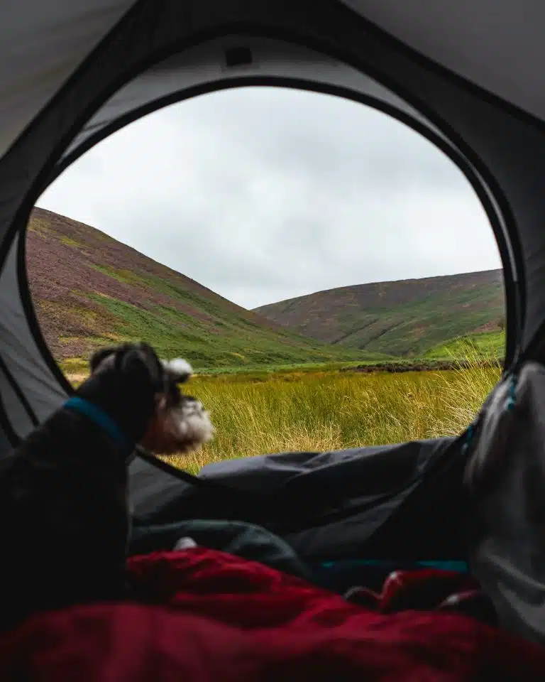 Exciting Dog Friendly Adventures in the UK