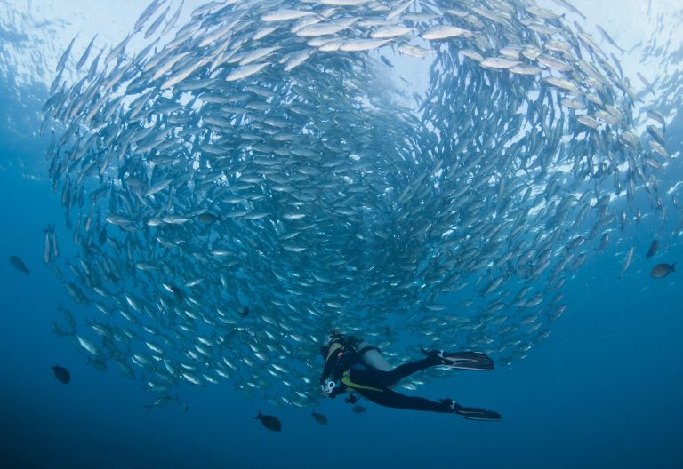 Scuba Diving Marine Life
