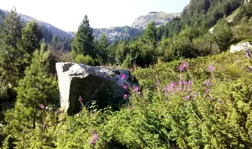 Private Trekking Tour in Rila Mountains and Mount Musala from Sofia, photo 4