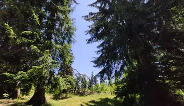 Hike and Tandem Paraglide Adventure on Vitosha Mountain, photo 3