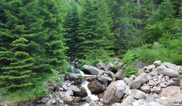 Private Buggy Adventure in the Bulgarian Mountains, photo 3