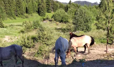 Private 2 Day Horseback Riding Adventure in the Rhodope Mountains, photo 4