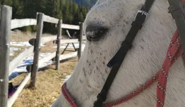 The Ultimate Private Balkan Horse Riding Experience, photo 4