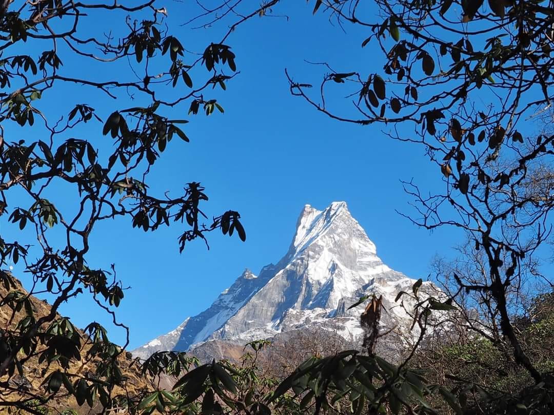 Day 7: Tadapani to Chhomrong 1